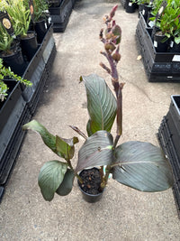 Canna Lily ‘Bronze Scarlet’ (Canna cannova) - Ladybird Nursery