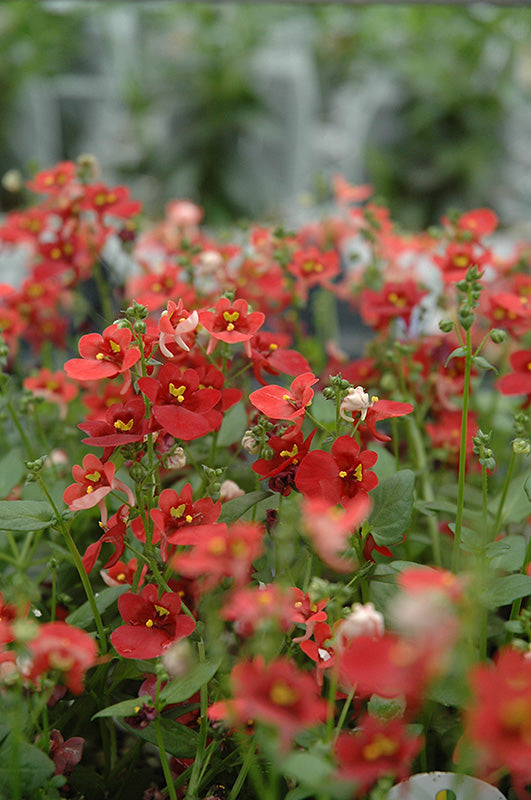 Twinspur Orange (Diascia Crush)