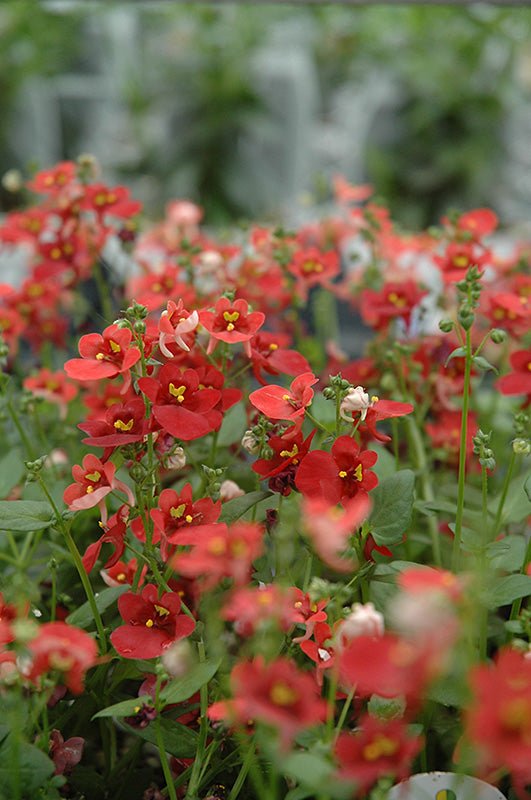Twinspur Orange (Diascia Crush) - Ladybird Nursery
