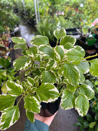 Plectranthus ‘Mozzie Repellent’ - Ladybird Nursery