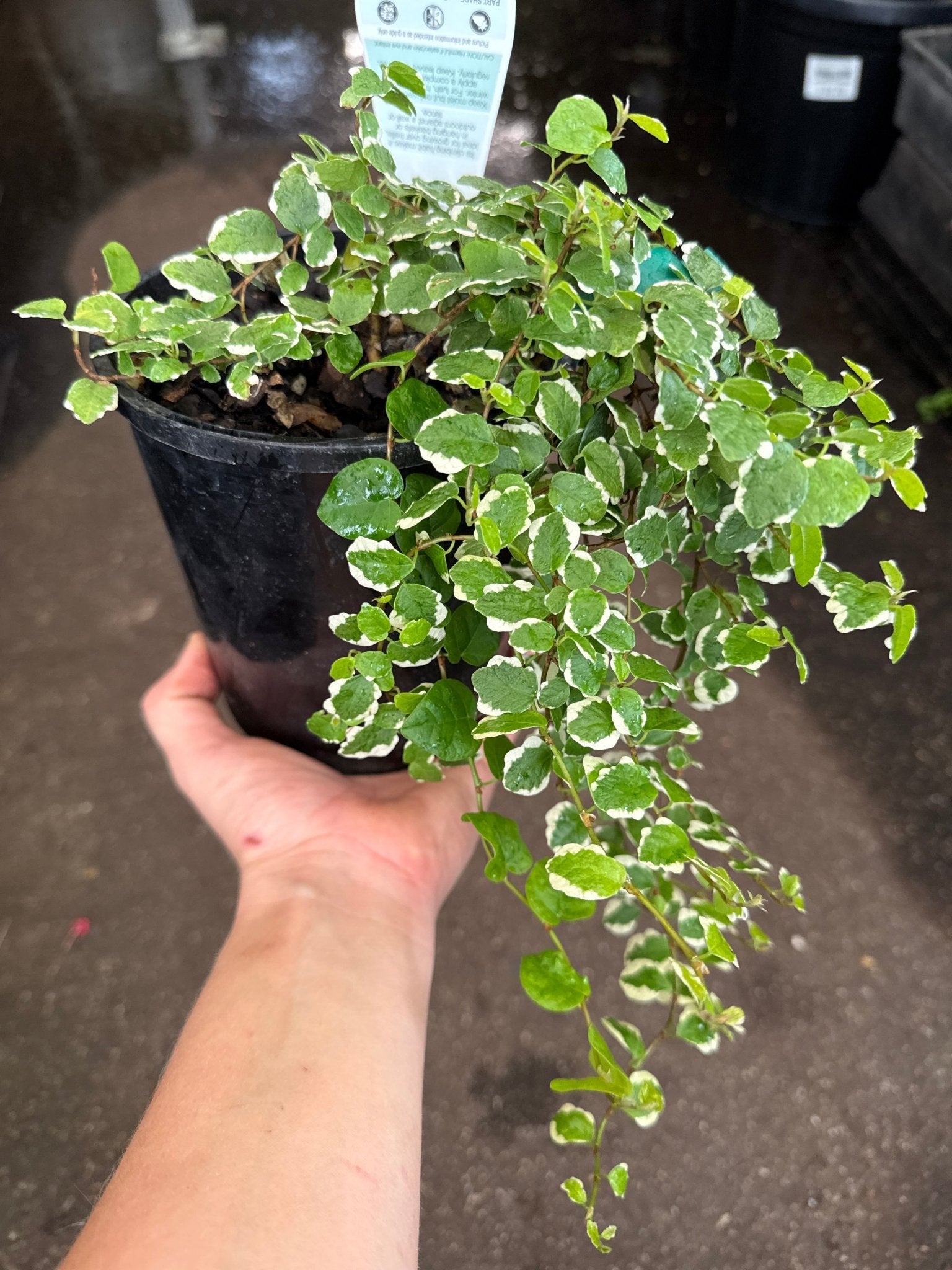 Climbing Fig Variegated (Ficus pumila) - Ladybird Nursery