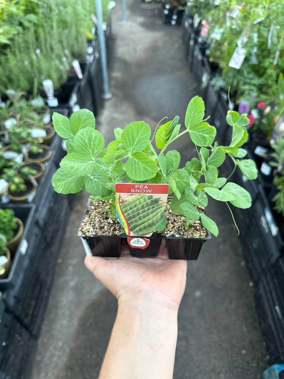 Snow Pea (Pickup Only) - Ladybird Nursery