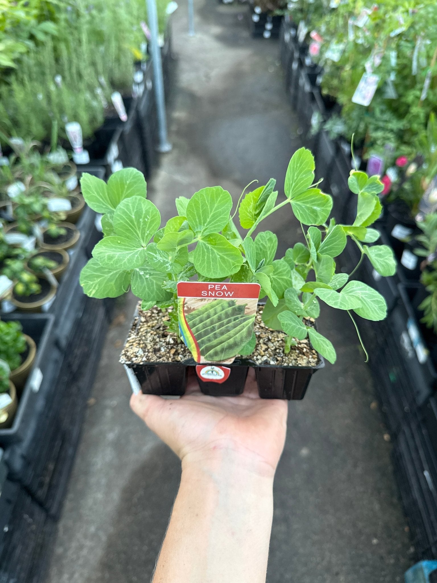 Snow Pea (Pickup Only) - Ladybird Nursery