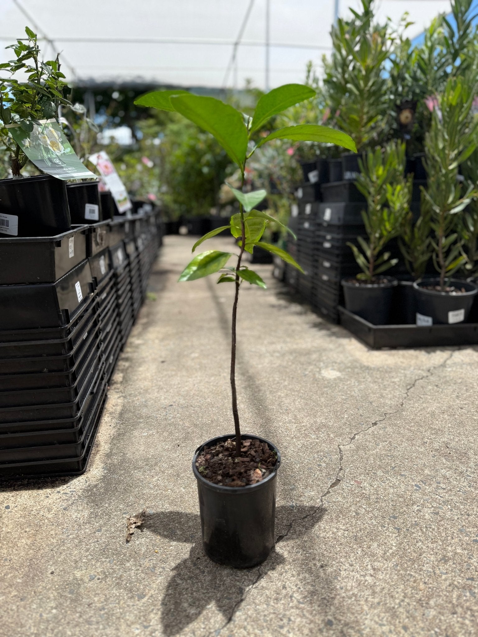 Black Sapote (Chocolate Pudding) - Ladybird Nursery