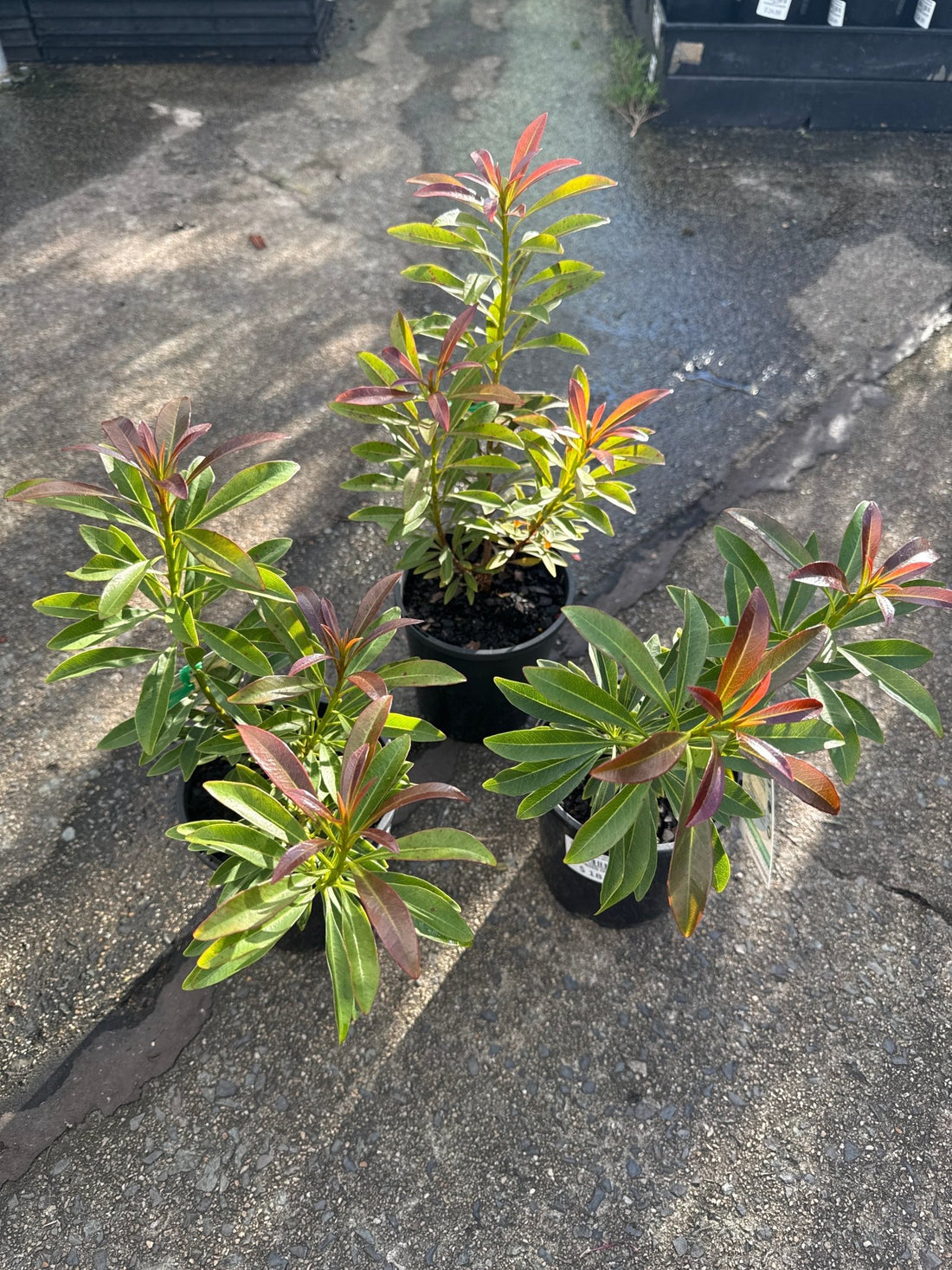 Golden Penda 'Little Goldie' (Xanthostemon chrysanthus) - Ladybird Nursery