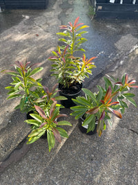 Golden Penda 'Little Goldie' (Xanthostemon chrysanthus) - Ladybird Nursery