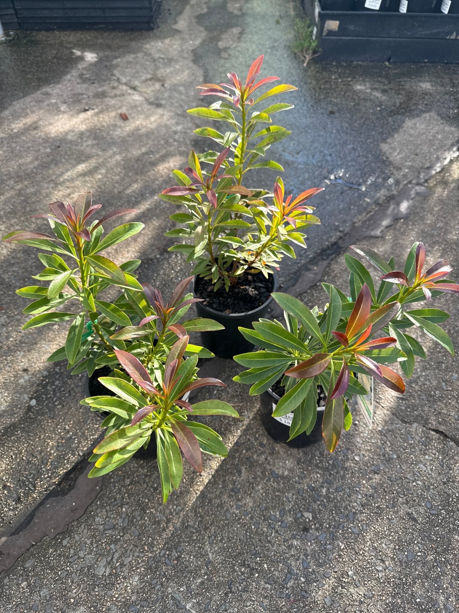Golden Penda 'Little Goldie' (Xanthostemon chrysanthus) - Ladybird Nursery
