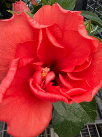Hibiscus 'Adonicus Double Orange' (Hibiscus rosa - sinensis) - Ladybird Nursery