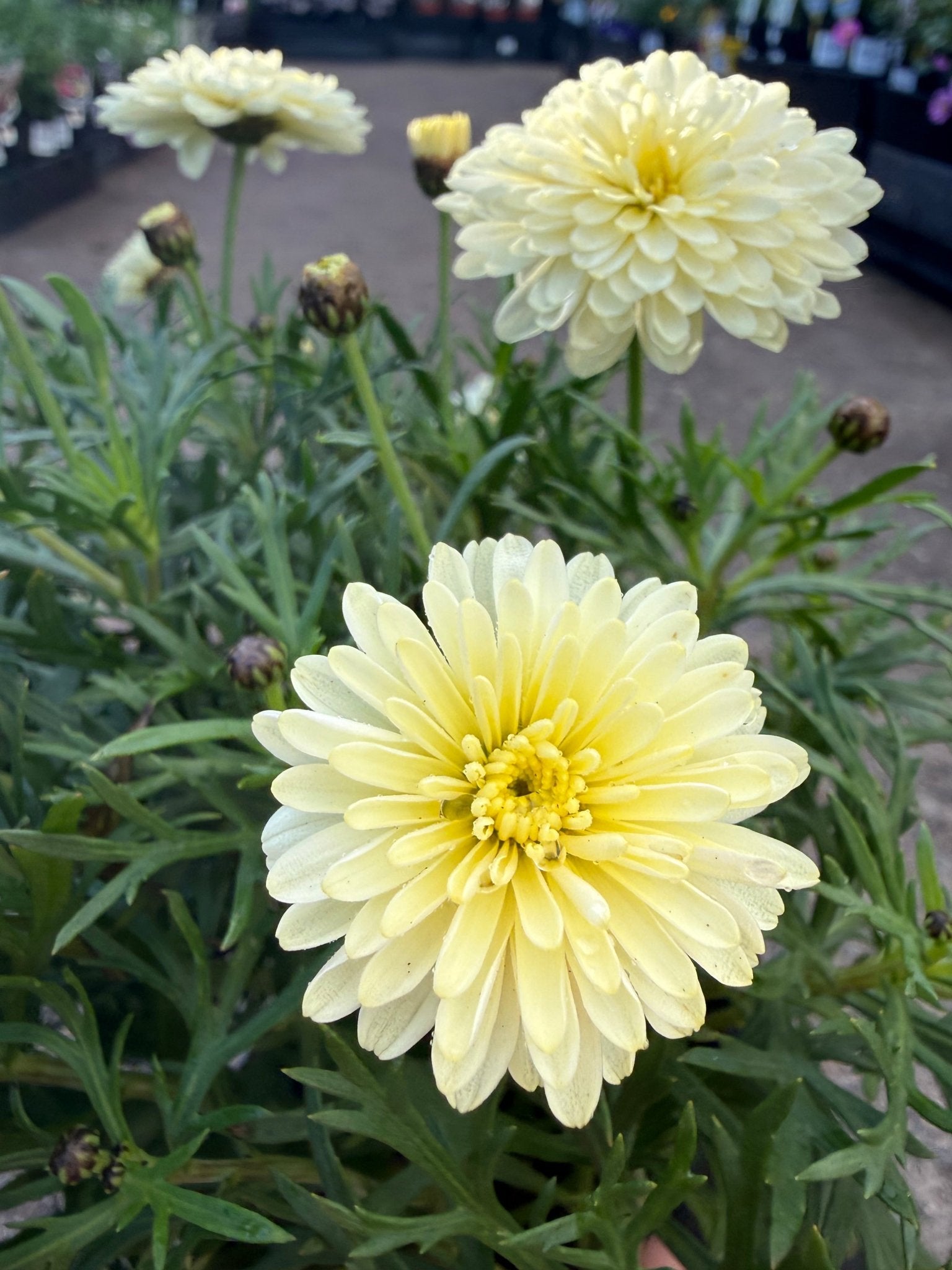Daisy 'Double Yellow' (Argyranthemum) - Ladybird Nursery