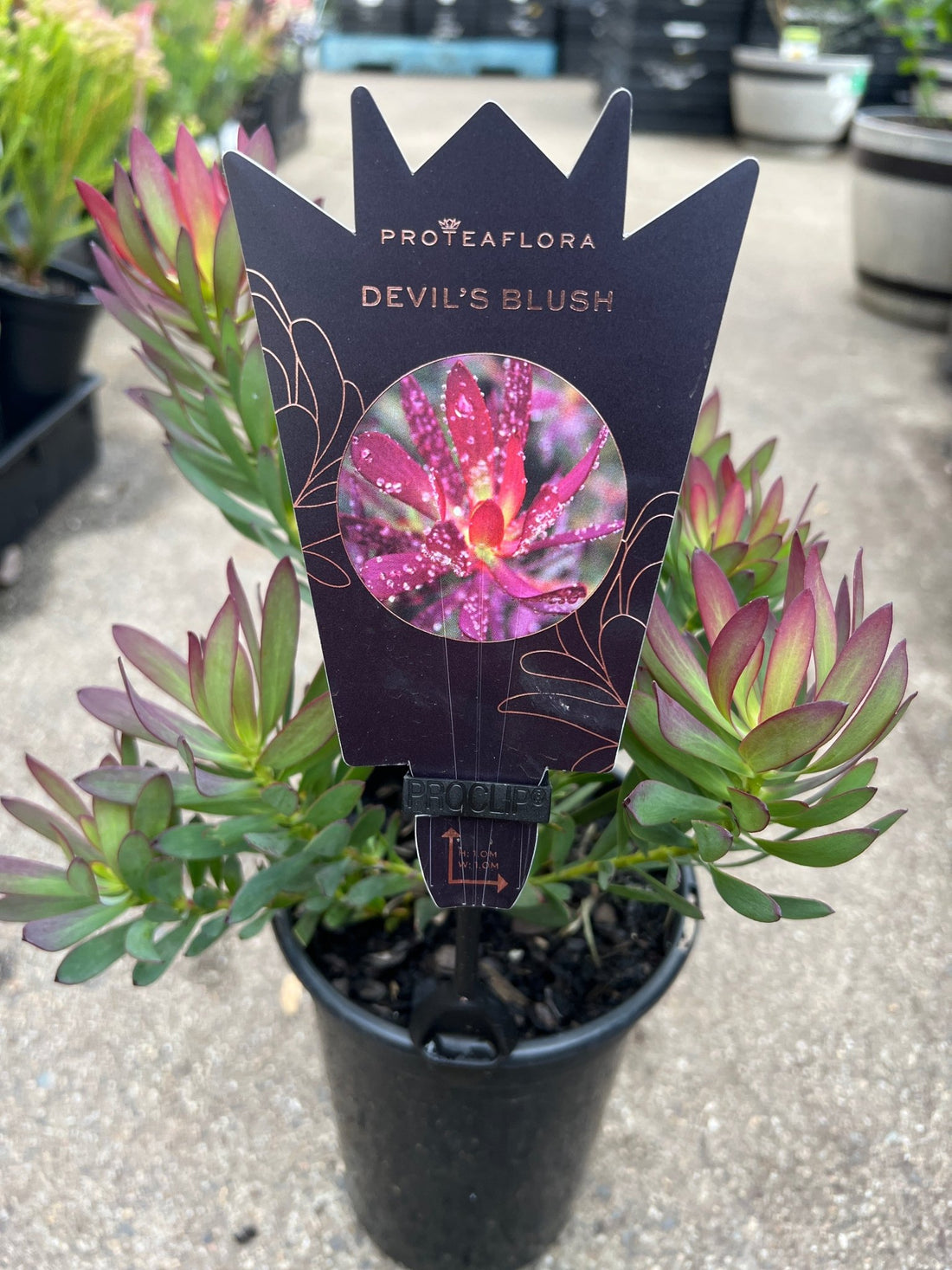 Leucadendron 'Devils Blush' - Ladybird Nursery