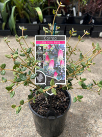 Correa 'Little Pink Belle' - Ladybird Nursery