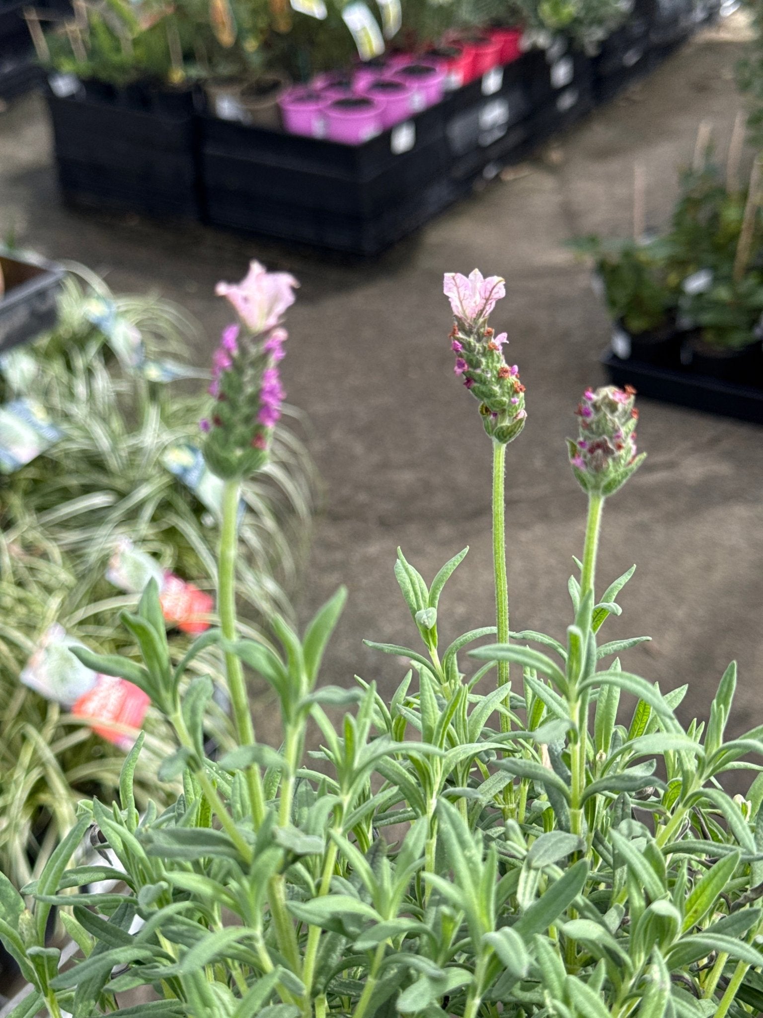 Lavender 'Sensation Pink' - Large - Ladybird Nursery