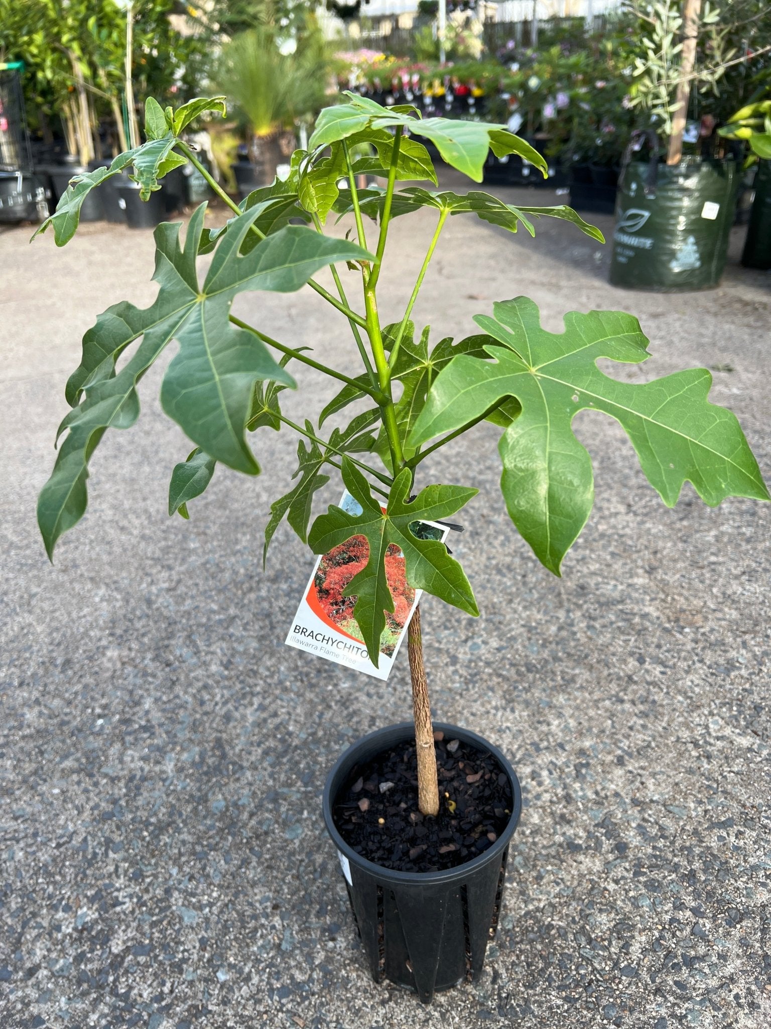Illawarra Flame Tree (Brachychiton acerifolius) - Ladybird Nursery