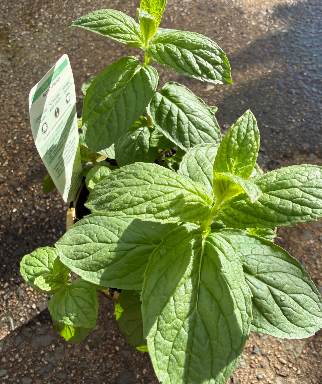 Peppermint