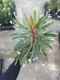 Miner’s Merlot (Euphorbia) - Ladybird Nursery