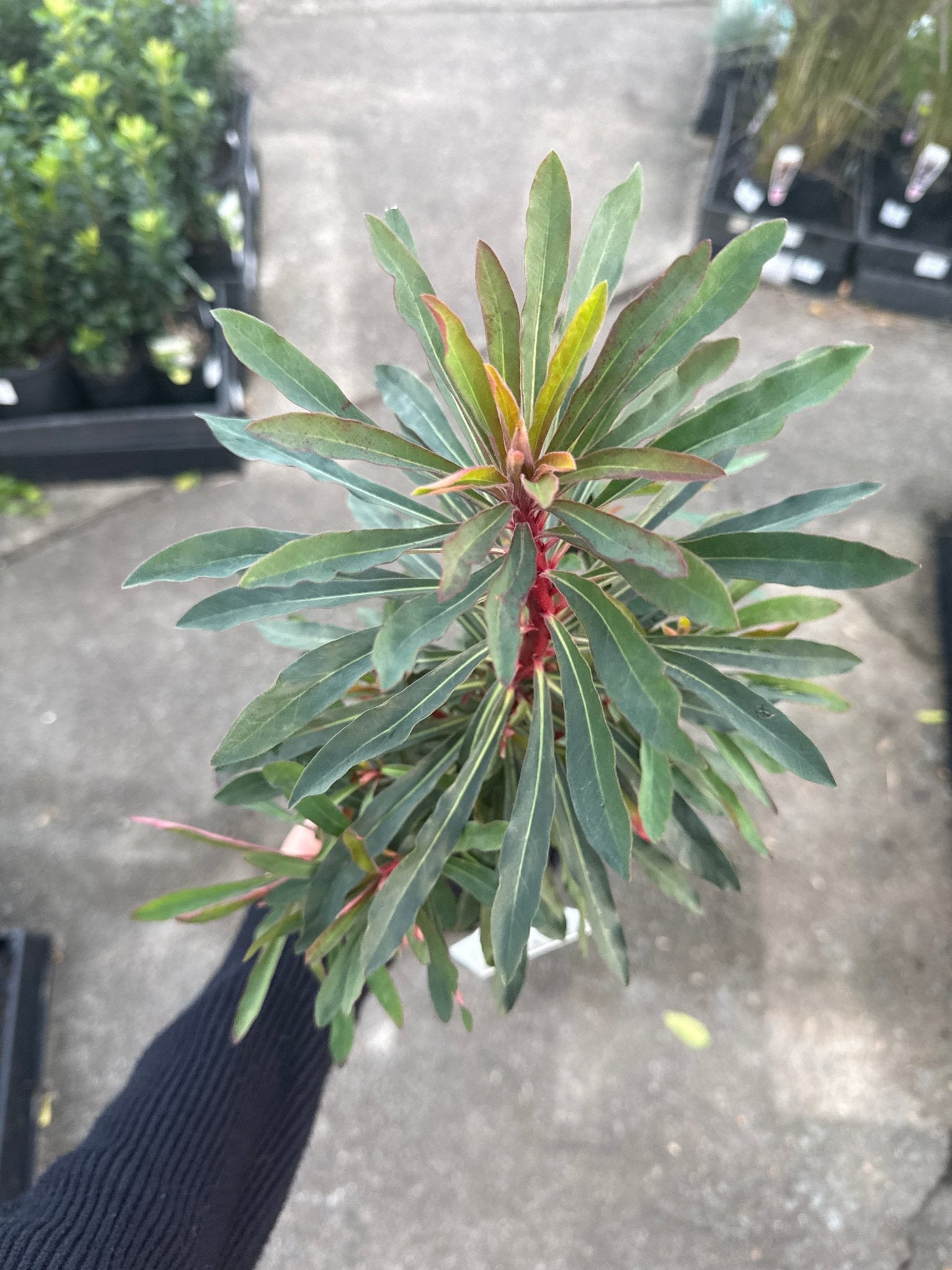 Miner’s Merlot (Euphorbia) - Ladybird Nursery