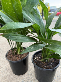Cast Iron Plant 'Shooting Star' - Large - Ladybird Nursery