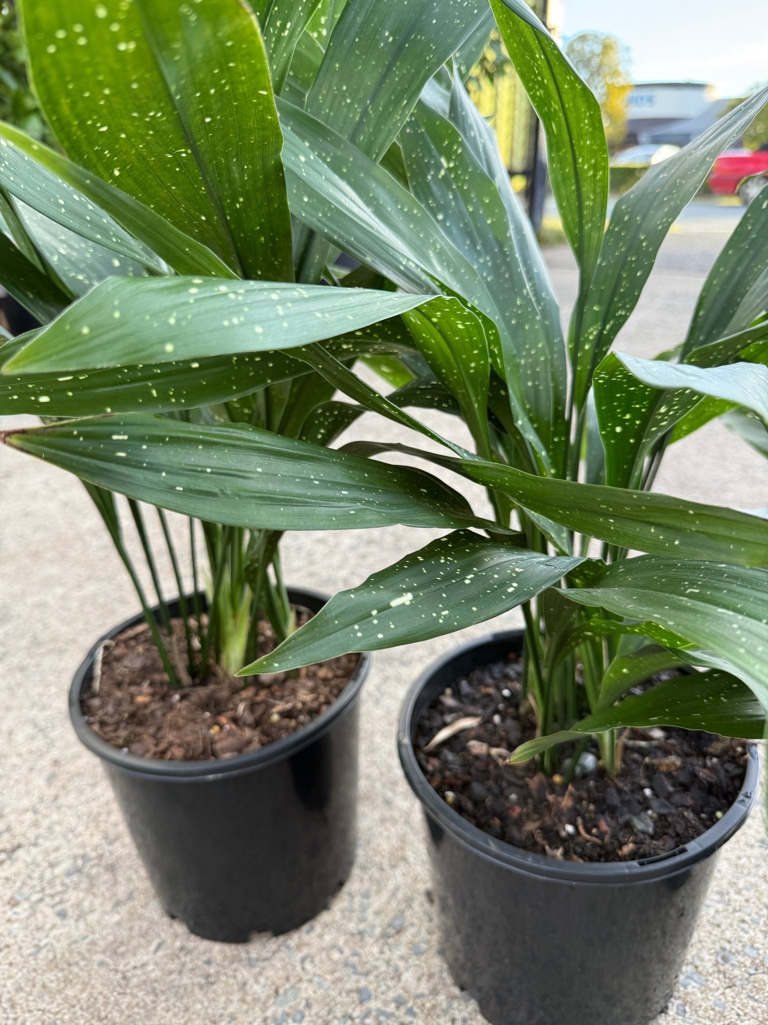 Cast Iron Plant 'Shooting Star' - Large - Ladybird Nursery