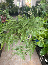 White Rabbits Foot Hanging Basket (Humata tyermannii) - Ladybird Nursery