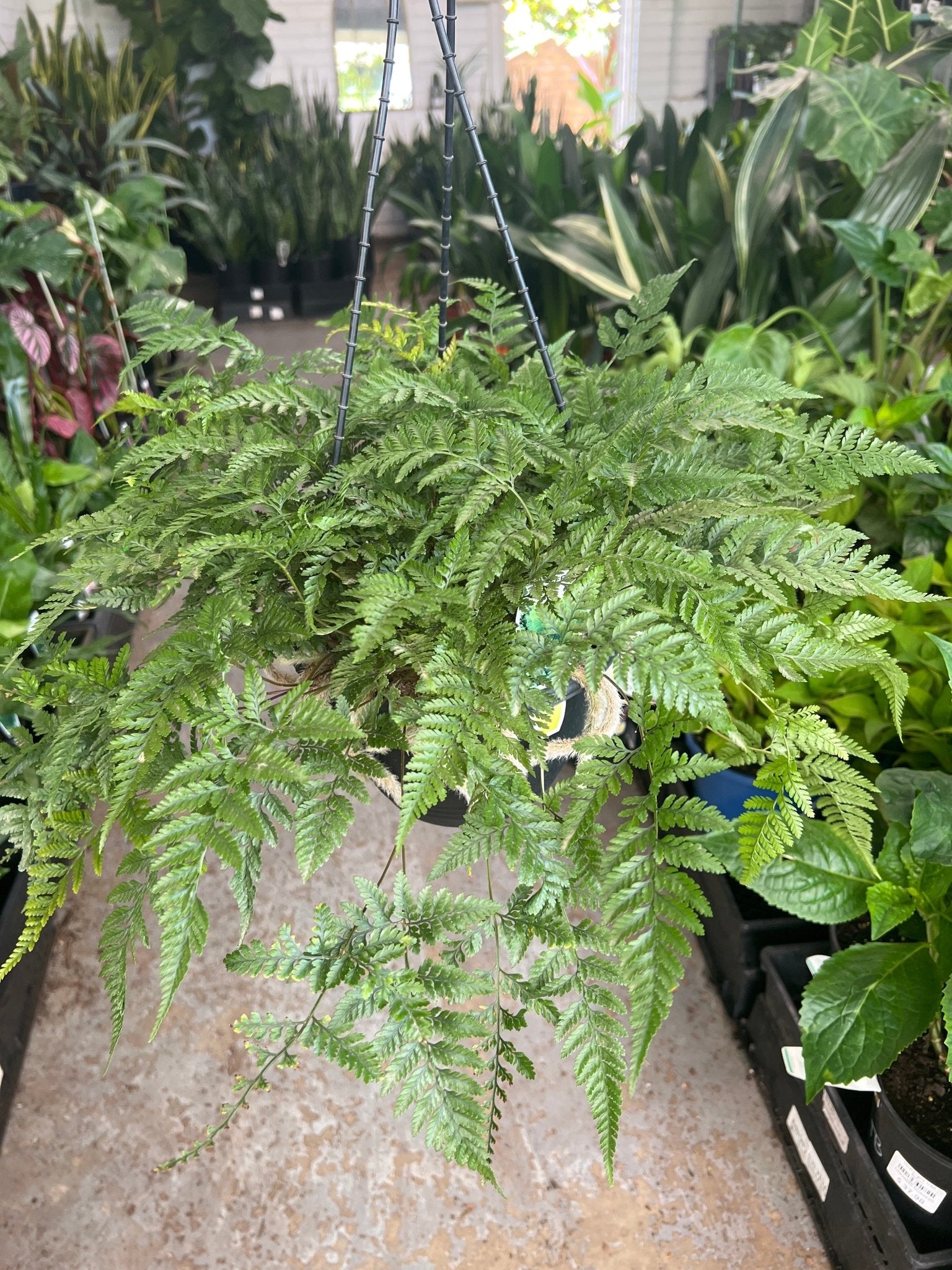 White Rabbits Foot Hanging Basket (Humata tyermannii) - Ladybird Nursery