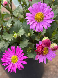 Swan River Daisy 'Fresco Candy' (Brachyscome) - Ladybird Nursery