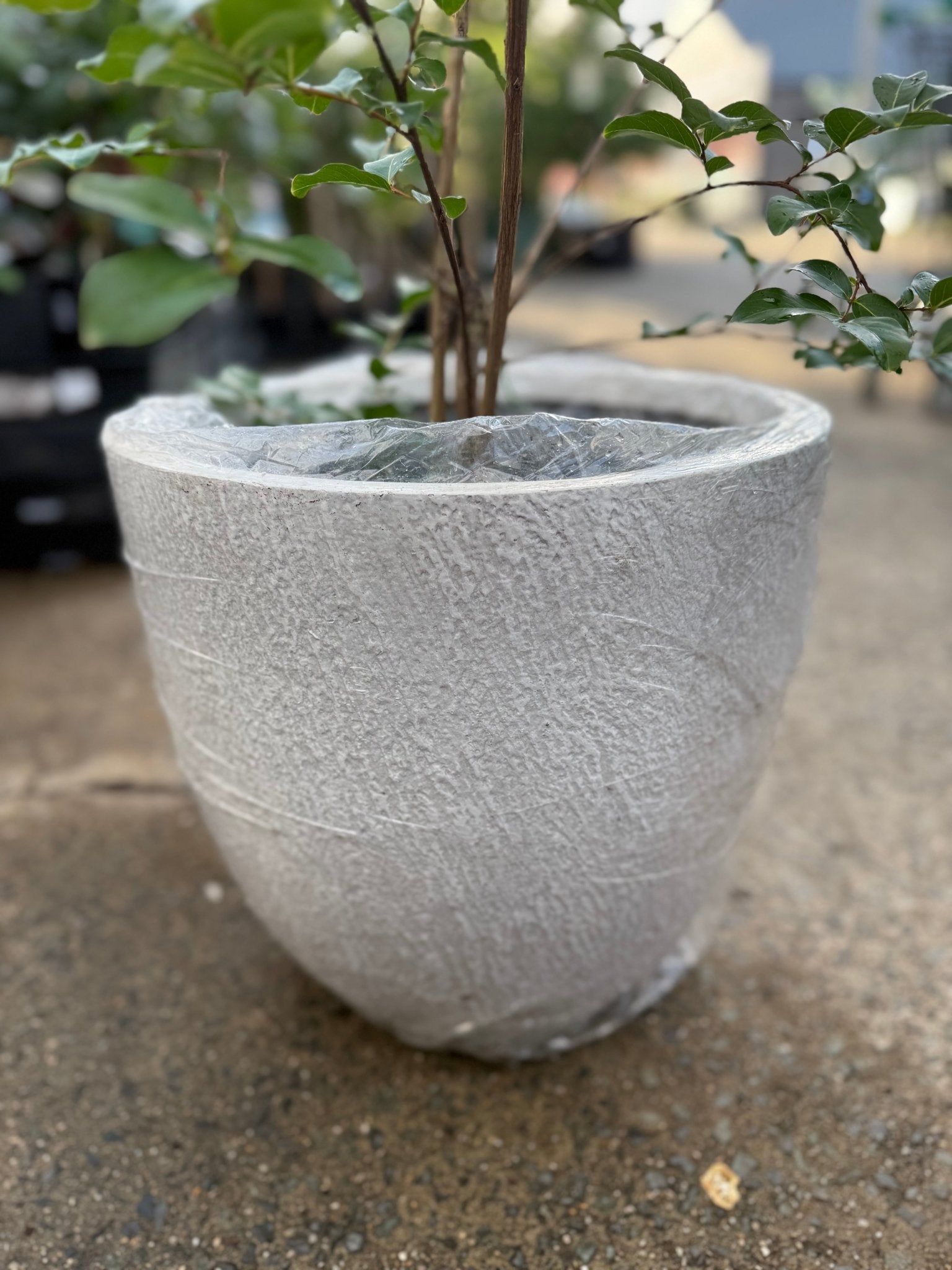 Pot 'Slate Egg White' Size 2 (PICK UP ONLY) - Ladybird Nursery