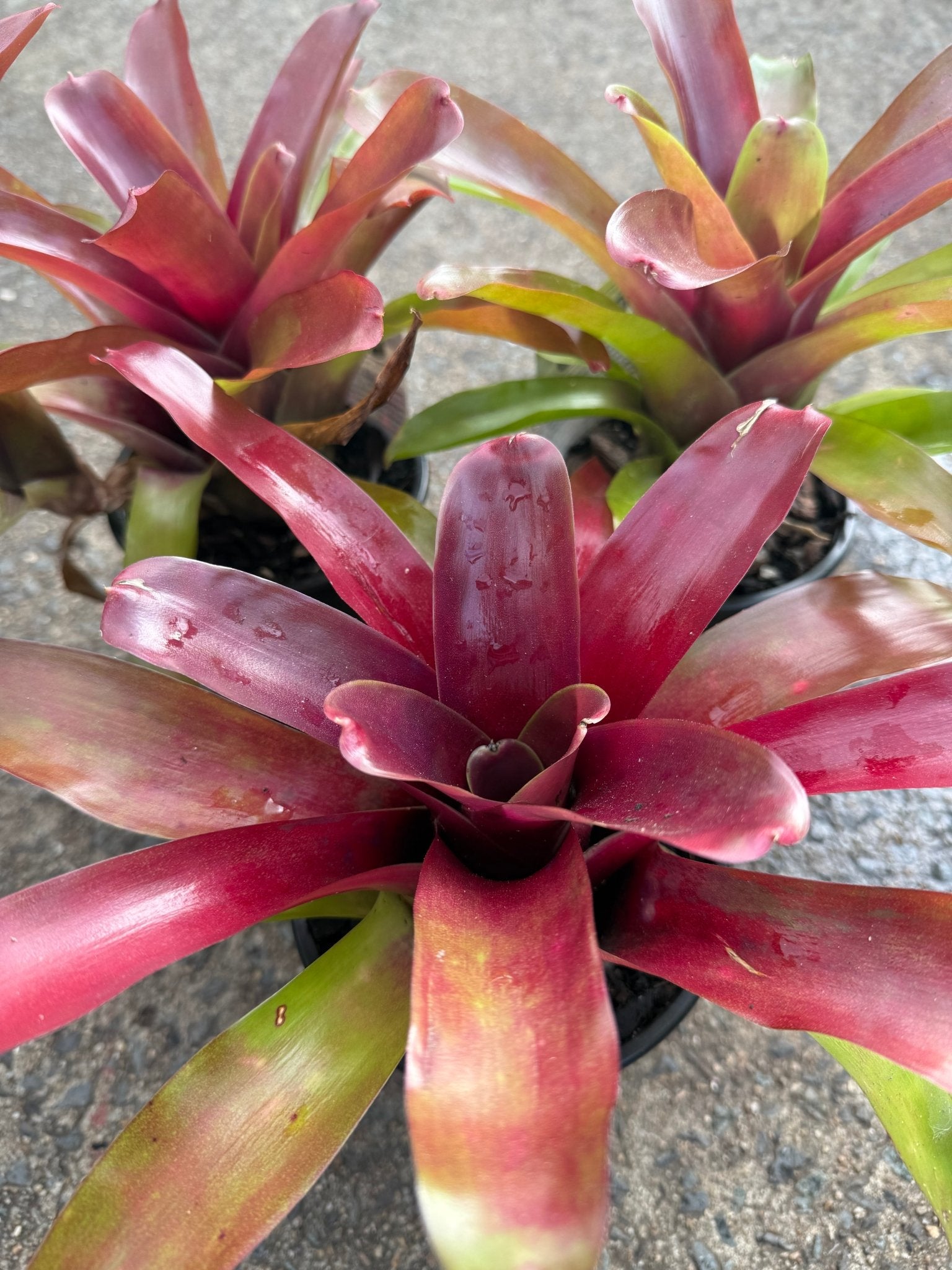 Bromeliad (Neoregelia compacta) - Ladybird Nursery