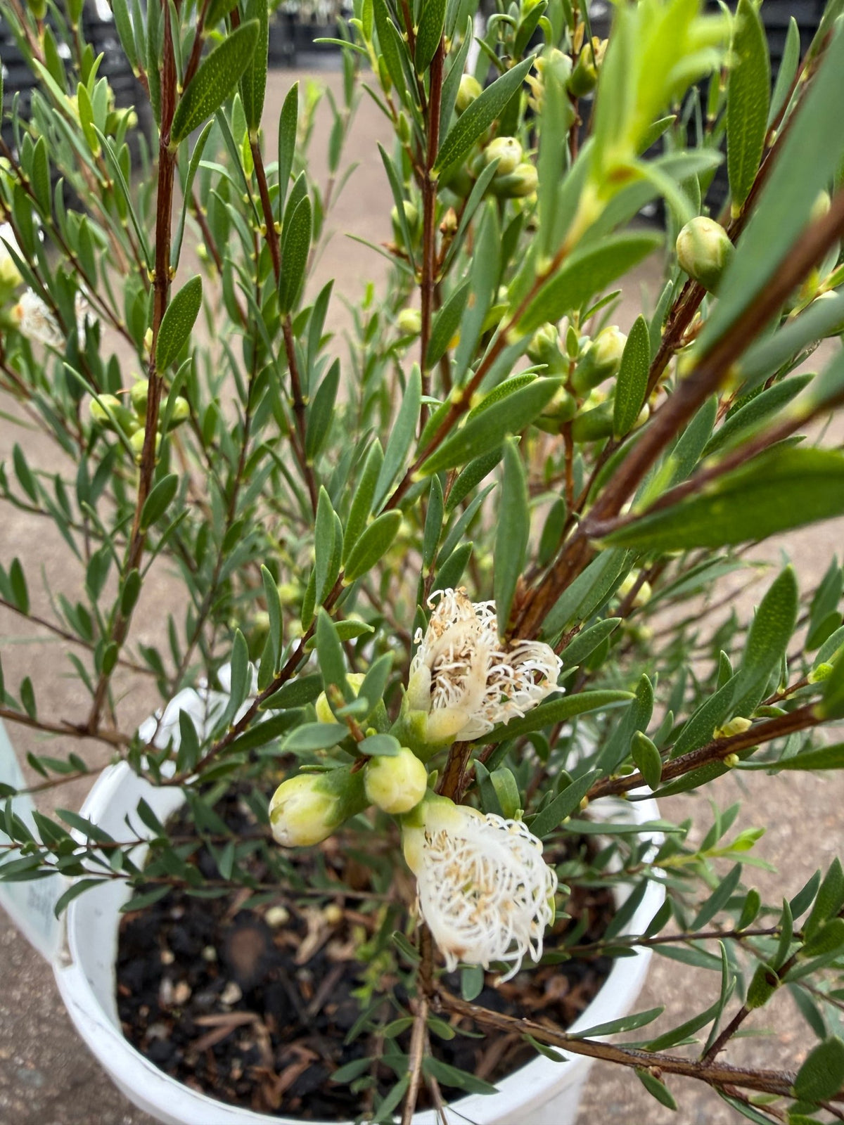 Thyme Honey Myrtle 'White Lace' (Melaleuca thymifolia) - Ladybird Nursery