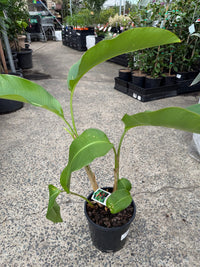Heliconia bihai 'Halloween' - Ladybird Nursery