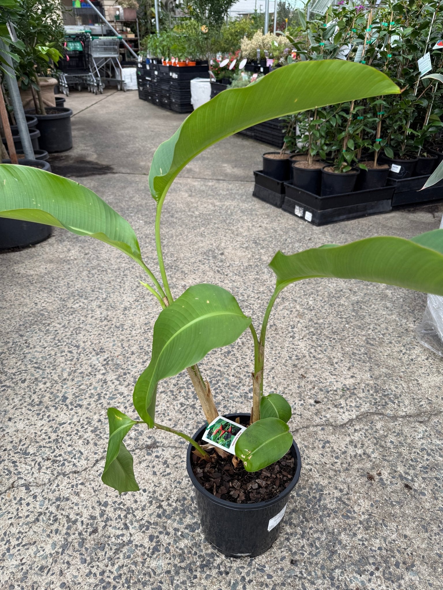 Heliconia bihai 'Halloween' - Ladybird Nursery