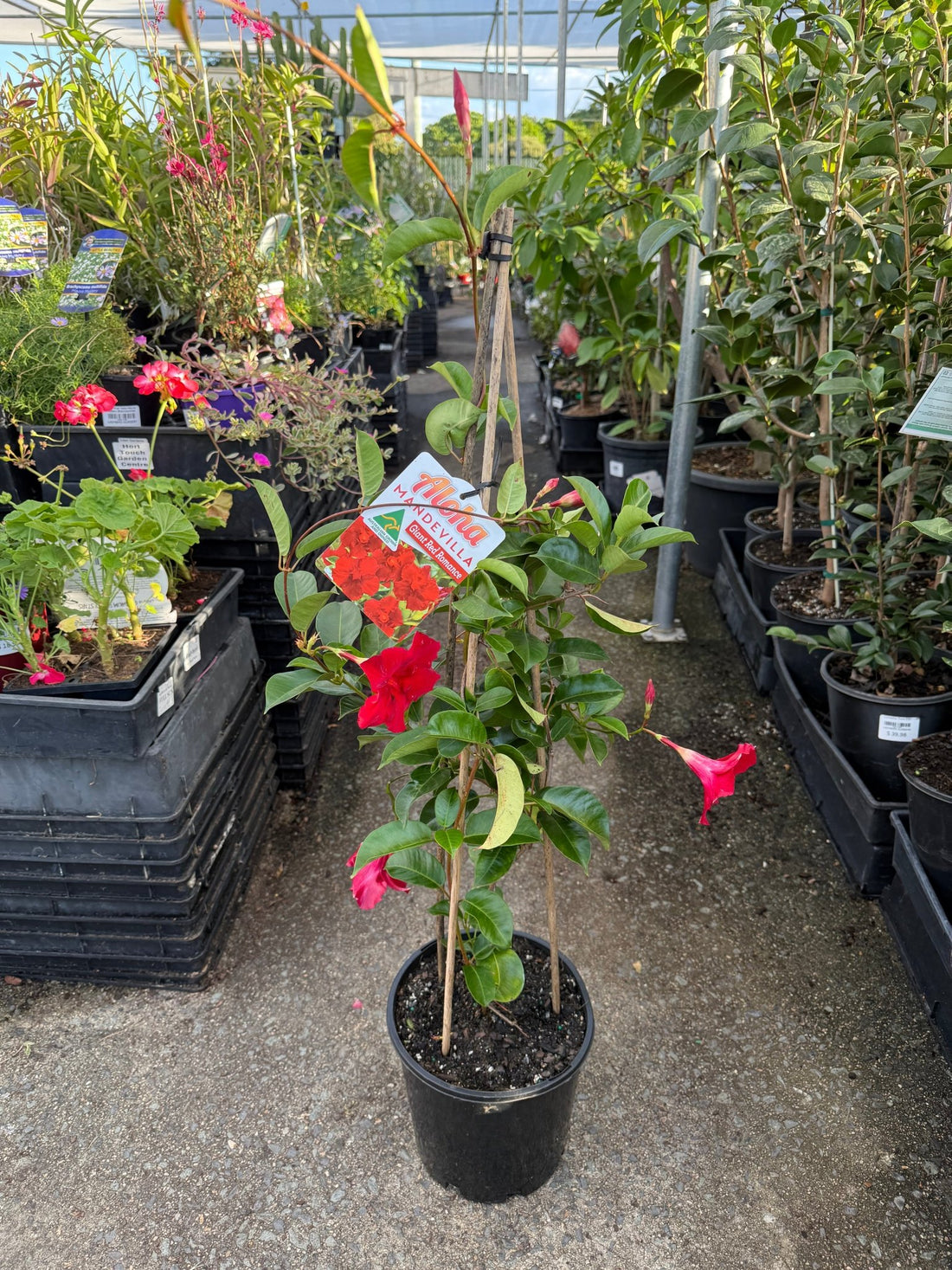 Mandevilla 'Aloha Giant Red Romance' - Large - Ladybird Nursery