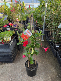 Mandevilla 'Aloha Giant Red Romance' - Large - Ladybird Nursery