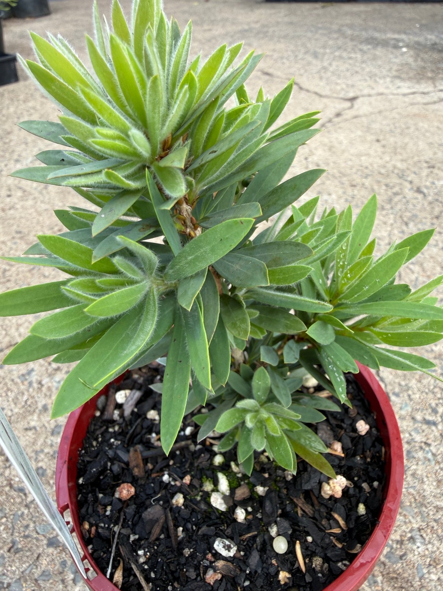 Dwarf Callistemon 'Little John' - Ladybird Nursery