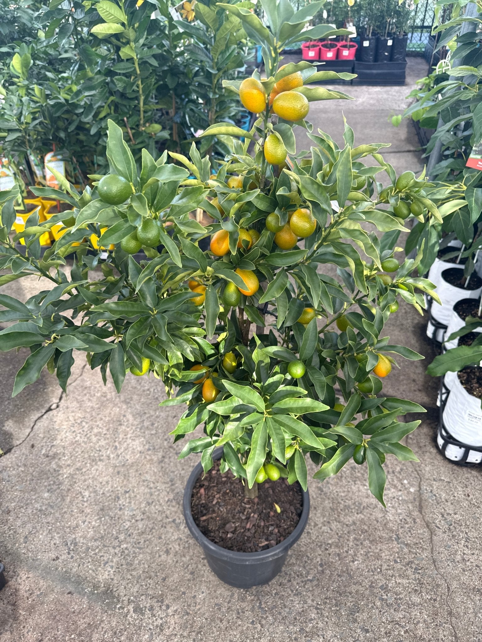 Kumquat 'Nagami' 300mm (PICKUP ONLY) - Ladybird Nursery