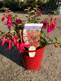 Fuchsia 'Electric Lights' - Ladybird Nursery
