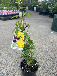 Rose Yellow Banksia (Rosa banksiae lutea) - Ladybird Nursery