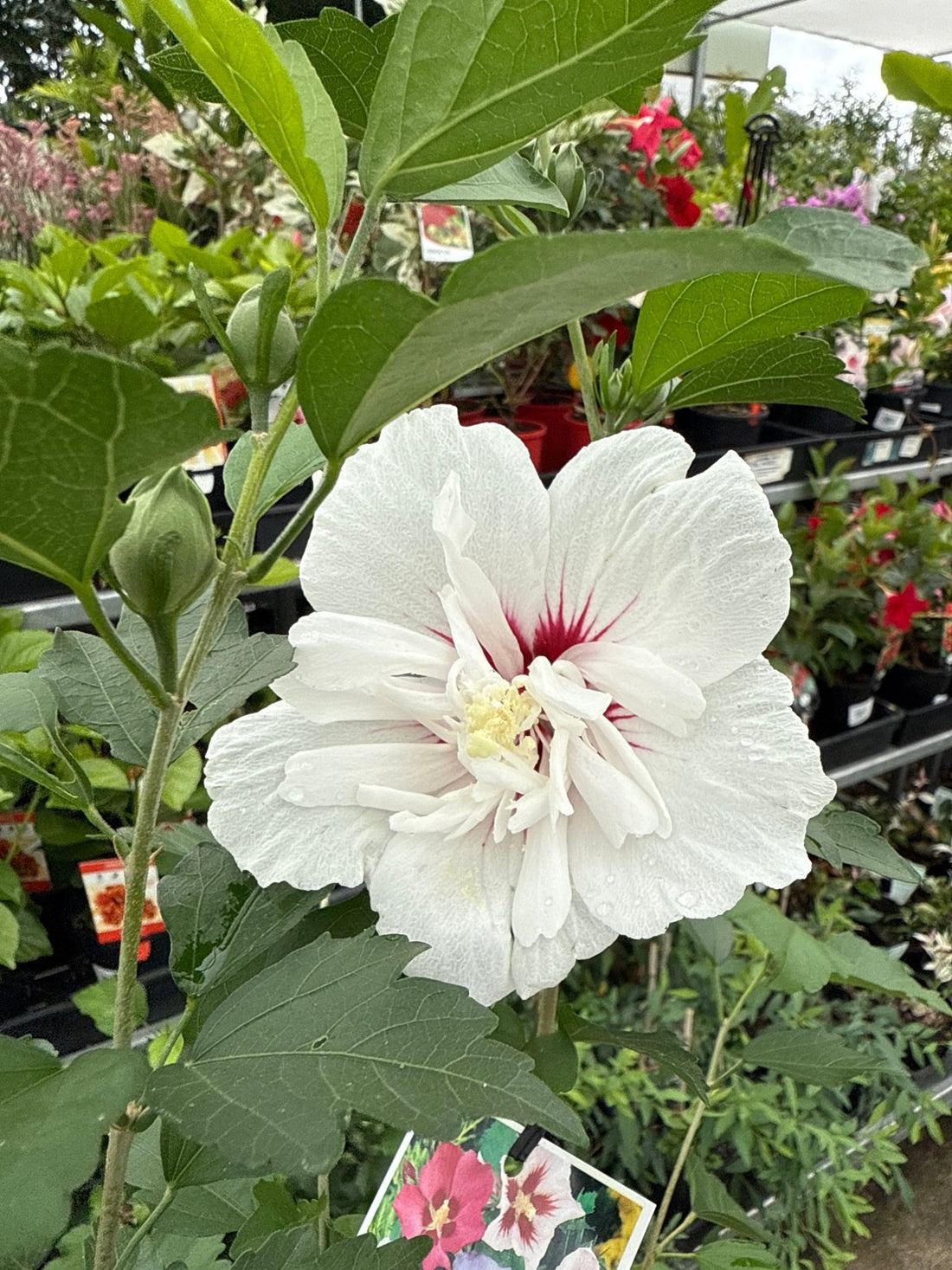 Rose of Sharon White Red Eye (Hibiscus syriacus) - Ladybird Nursery