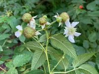 Native Raspberry 'Atherton' (Rubus probus) - Large - Ladybird Nursery