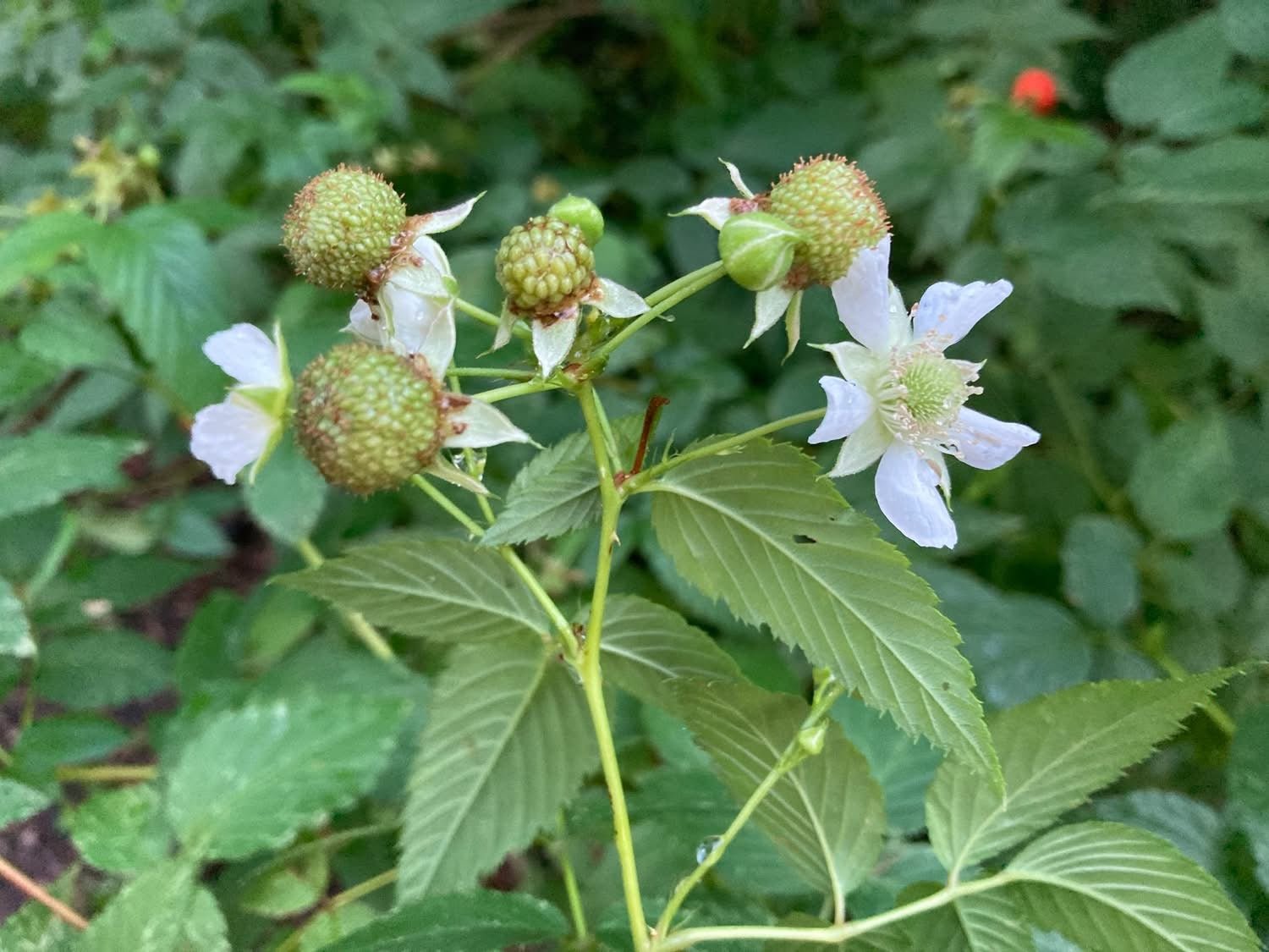 Native Raspberry 'Atherton' (Rubus probus) - Large - Ladybird Nursery