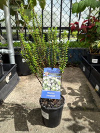 Pimelea ferruginea 'Snowball' - Ladybird Nursery