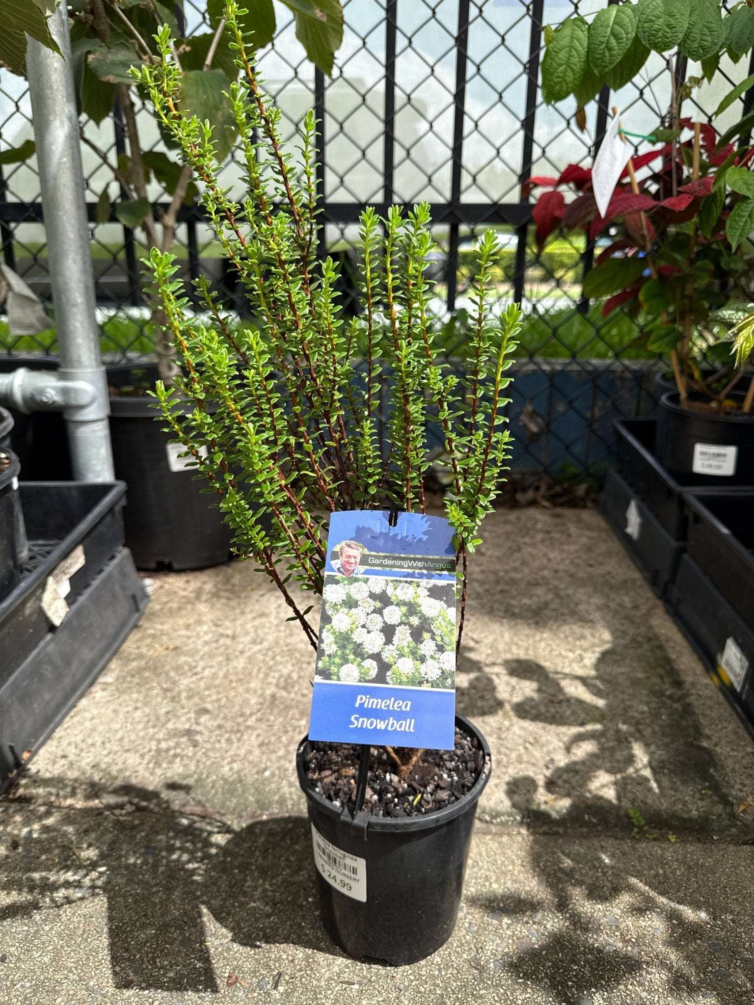 Pimelea ferruginea 'Snowball' - Ladybird Nursery