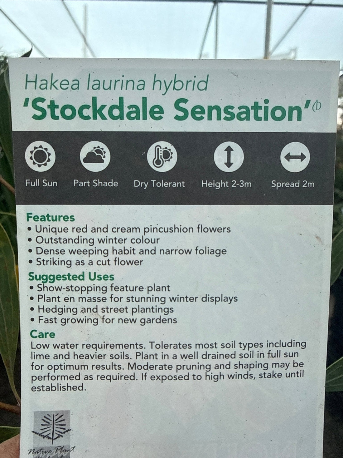 Hakea 'Stockdale Sensation' LARGE (Hakea laurina) - Ladybird Nursery