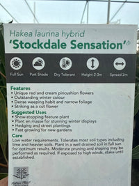 Hakea 'Stockdale Sensation' LARGE (Hakea laurina) - Ladybird Nursery