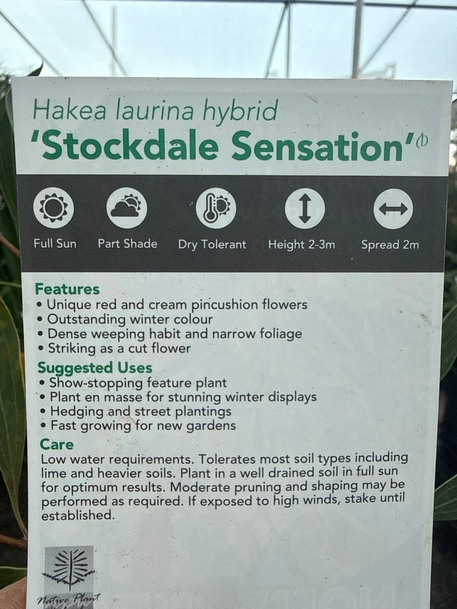 Hakea 'Stockdale Sensation' LARGE (Hakea laurina) - Ladybird Nursery
