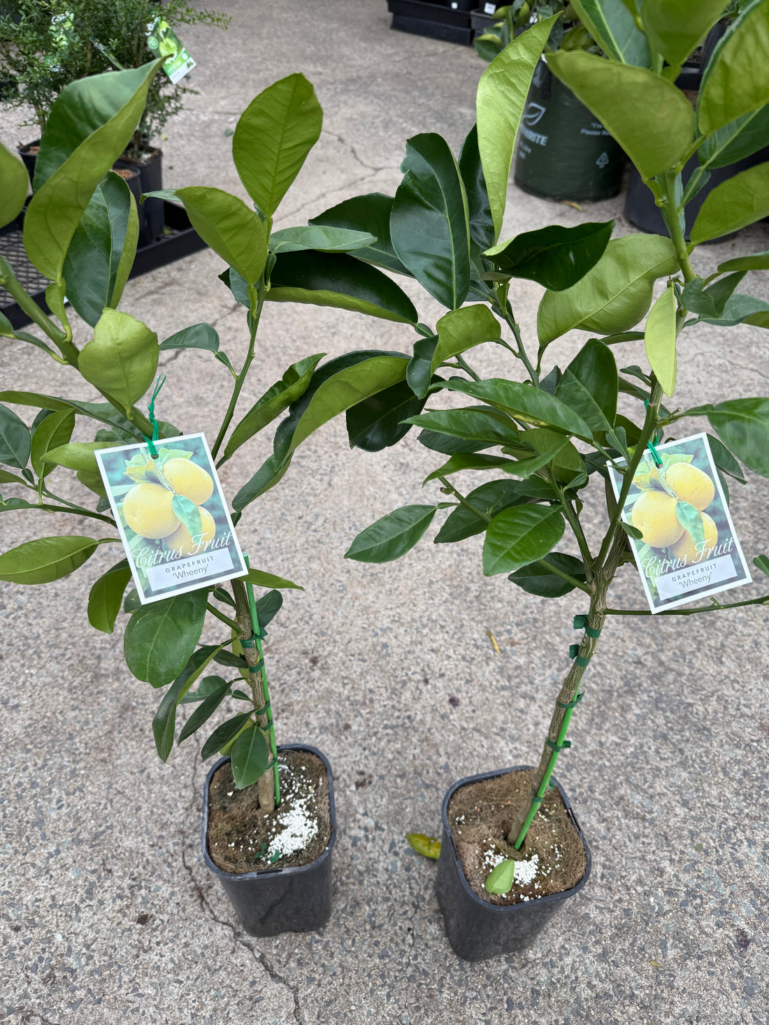 Grapefruit ‘Wheeny’ (QLD Only)
