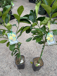 Grapefruit ‘Wheeny’ (QLD Only)