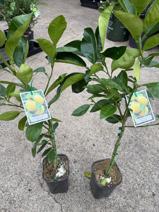 Grapefruit ‘Wheeny’ (QLD Only) - Ladybird Nursery