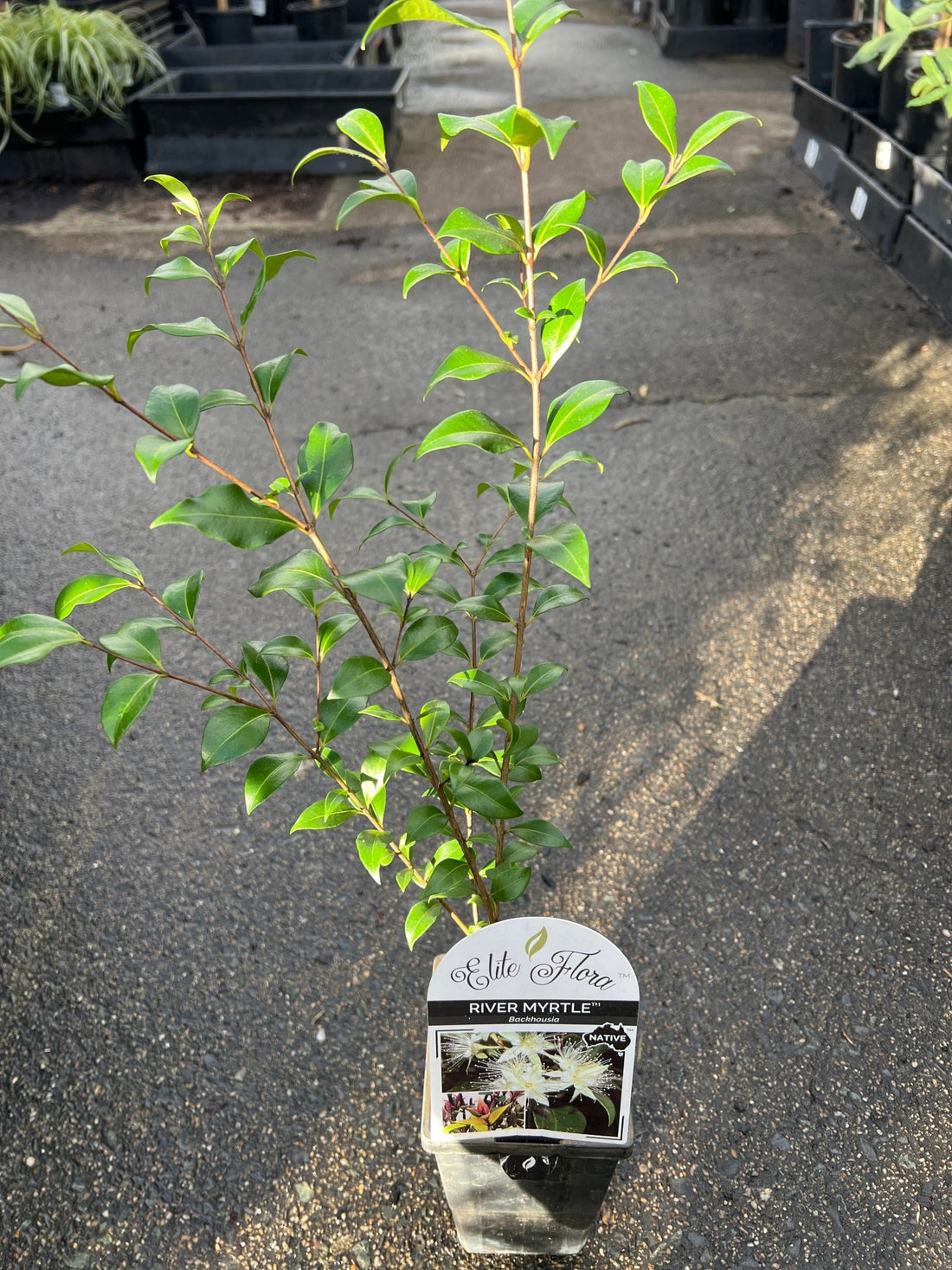 Tully River Myrtle (Backhousia enata) - Ladybird Nursery