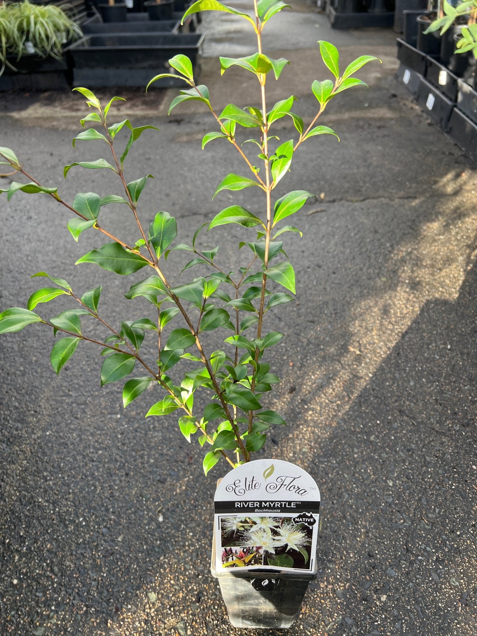 Tully River Myrtle (Backhousia enata) - Ladybird Nursery
