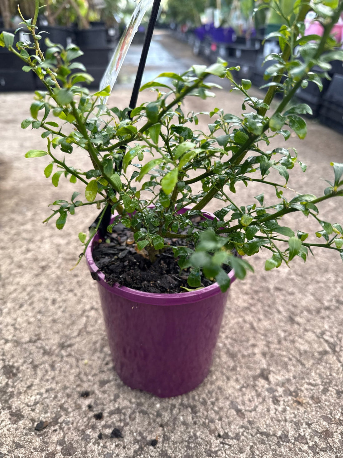 Finger Lime 'Torakina Pink' (QLD ONLY) - Ladybird Nursery